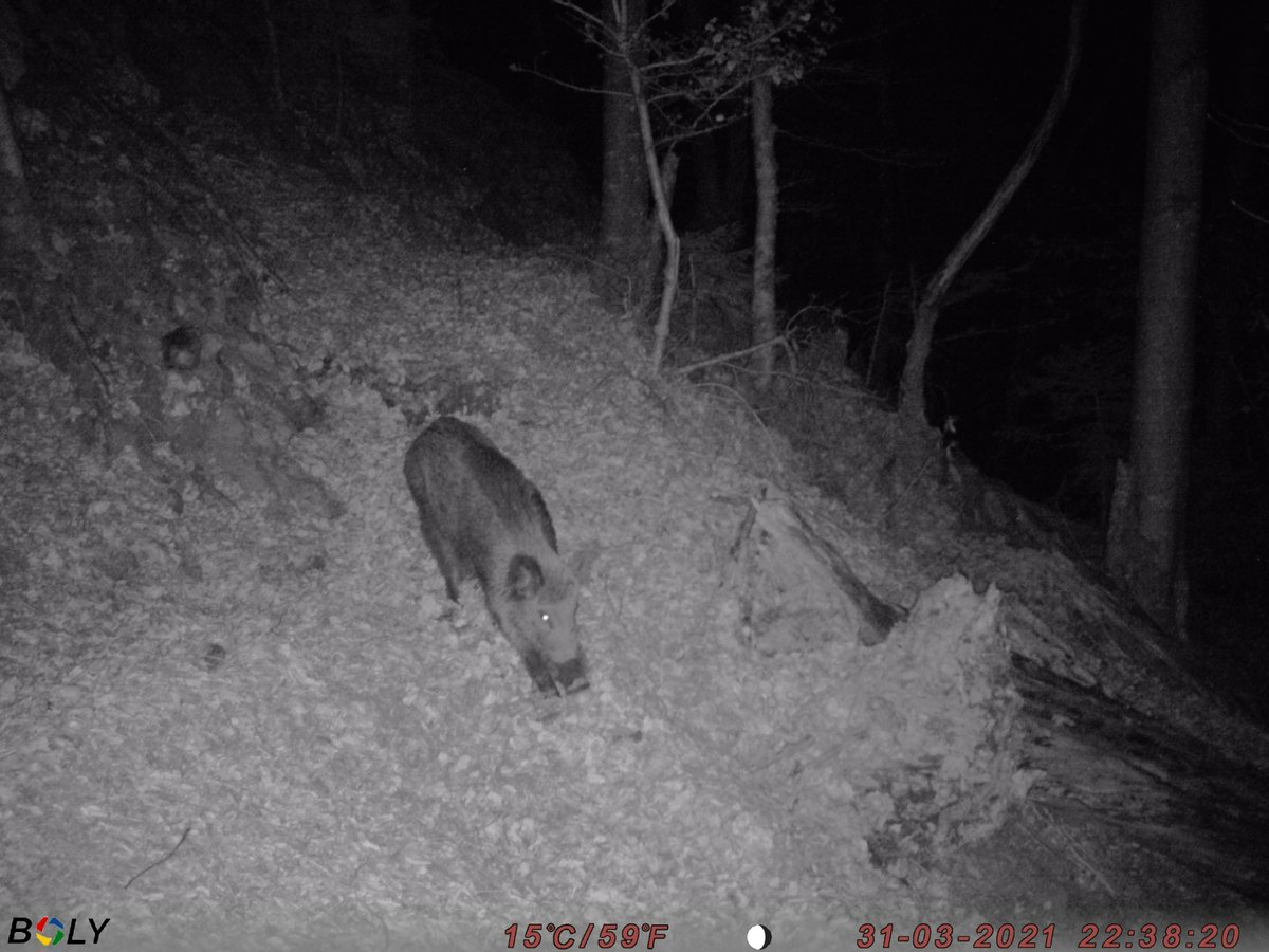 Les sangliers sont des omnivores opportunistes et se nourrissent à 90% de végétaux (dont de fruits forestiers) et pour 10% d’éléments d’origine animale. Ils n’hésitent pas à retourner les prairies (appelés boutis ou vermillis) pour se nourrir de vers et de racines. 12/19