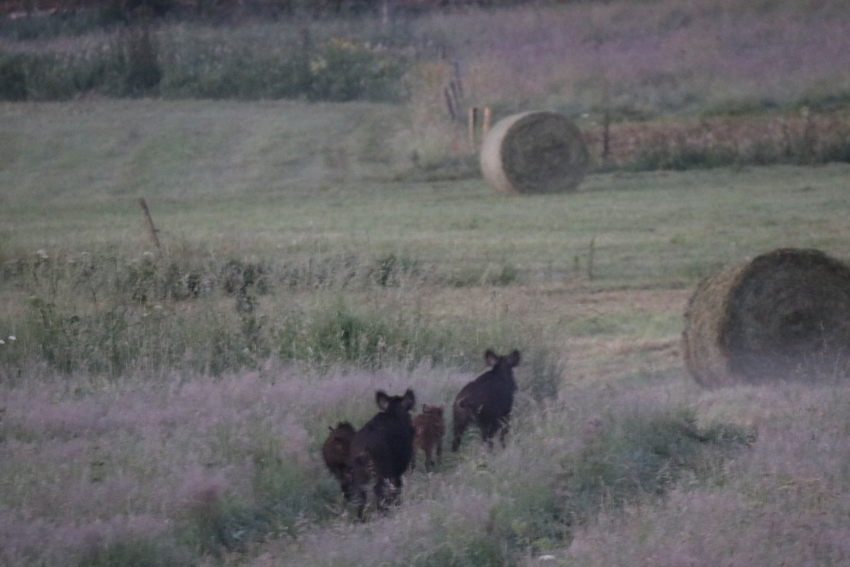 Chasseurs et agriculteurs doivent travailler ensemble pour définir au mieux les stratégies à adopter suivant le mode et le type de culture. Ce sont les chasseurs aujourd’hui les seuls « payeurs » pour les dégâts et ils n’ont aucun intérêt à développer cette espèce. 17/19