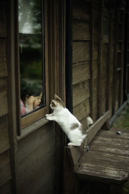 ⠀⠀⠀ 
⠀⠀⠀— 🐈

⠀⠀⠀ ชั่วชีวานิรันดร์แสนยาวนาน ครั้งอดีตเคยกลายร่างเตร่ไปเตร่มาแถวชนบทภูเขา ย่างเยื้องอุ้งนุ่มฟู โดดหยองตามราวรั้ว 

⠀⠀⠀ มีนามเรียกขานนับร้อยนับพัน หนึ่งในนั้นคือ ฟุบุกิ หรือ เจ้าฟุบุกิจัง แต่งตั้งโดยดรุณีแก้มยุ้ยวัย 7 ขวบปี นามเนเนะ —