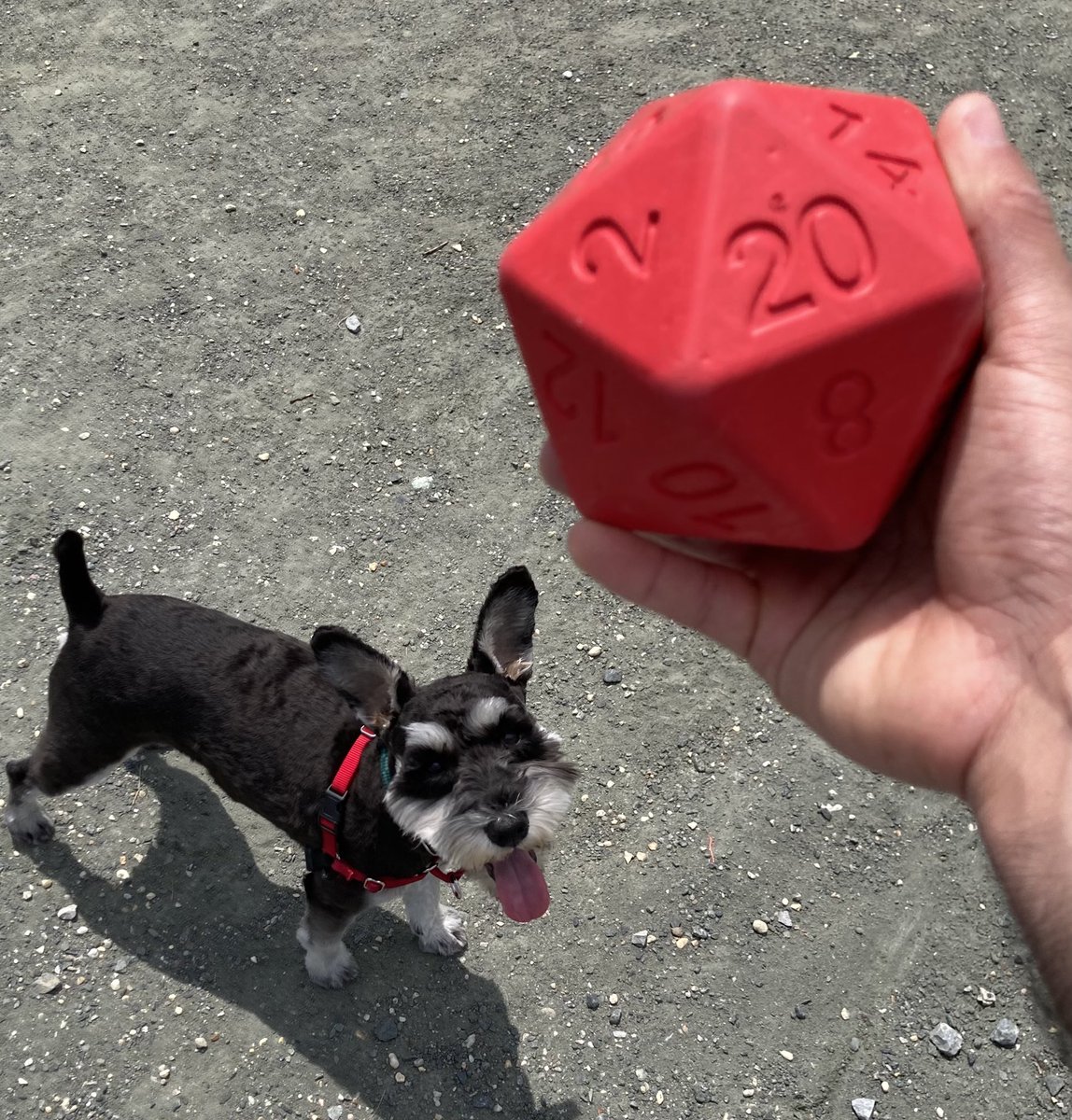 pawlymorph's tweet photo. Our prototypes are currently being thoroughly tested by our quality control schnauzer.
#DnD #ttrpg #dnddogs #dungeonsanddragons #dice https://t.co/RzFZVjXKMi