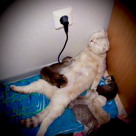 MissCar0lina's tweet photo. ‘Sleep like what a e̷n̷e̷r̷g̷y̷-̷s̷u̷c̷k̷i̷n̷g̷
lovely mothers day it was’
#sleeplike #MothersDay #moederdag2021 https://t.co/ZPBqEVMsnd