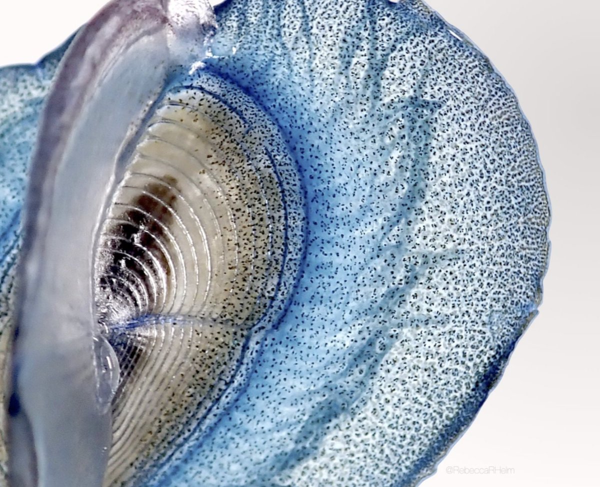 This picture of a living island is one of the ONLY pictures I’ve ever seen of this phenomenon, and this one is made almost entirely of Velella jellies. Like rainbows & auroras, living islands are formed when conditions are just right. So, even though naturalists...