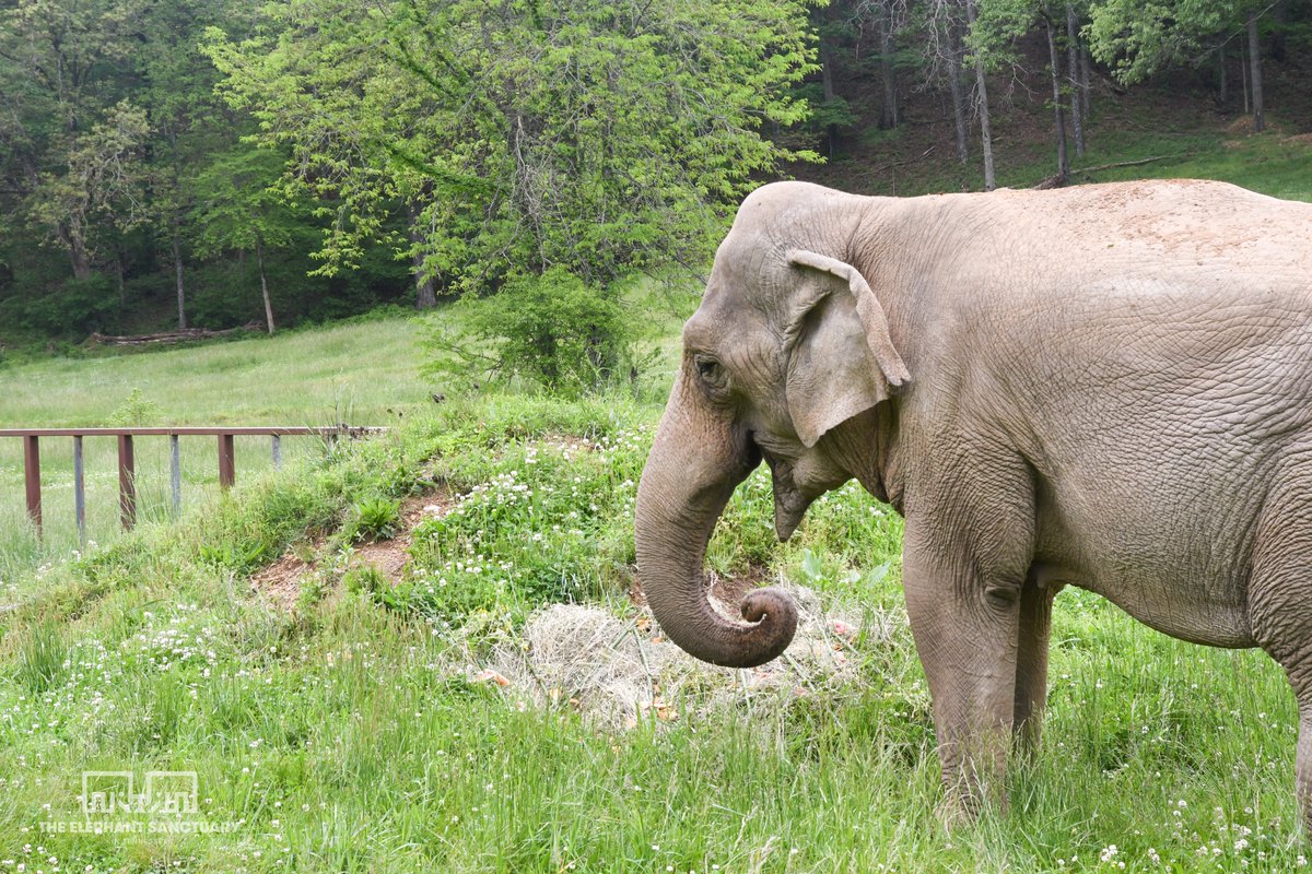 ElephantsTN's tweet photo. Caregivers honored Ronnie by preparing her favorite treats, including bamboo, bananas, and slices of watermelon. Caregiver Caroline S. even handpicked a bouquet of wildflowers to place around her produce! Ronnie savored each bite one by one and then wandered off to explore. https://t.co/S15OwgBXZP