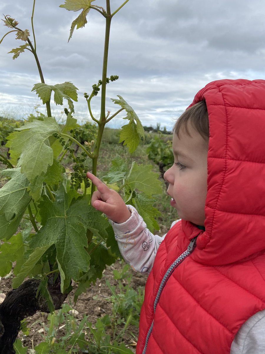 Roferhe1's tweet photo. #vino #agricultura #viticultura #viñedo Hay que enseñarles desde pequeñitos. Les encanta, disfrutan y respetan😍 https://t.co/eKuj6NLQ95