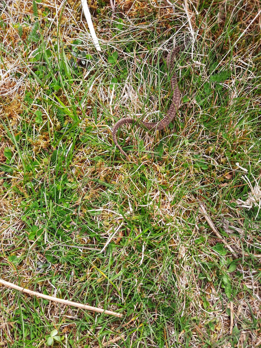 My first long walk in the Yorkshire Moors and saw those beauties. Feeling lucky!
