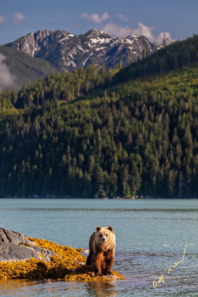 rolfhickerphoto's tweet photo. Young grizzly bear standing on a small island at low tide, feeding on seaweed in Knight Inlet, British Columbia, Canada.
------------
#knightinlet #bears #grizzlybears #explorebc #ilovebc #gonorthisland #wildlifephotography #sonyalpha #sonyimages https://t.co/BSSQHcXmsq