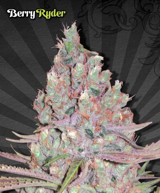 Voxtyy's tweet photo. My state in next 4 to legalize so imma take a bud company to the moon fuck it 👀 https://t.co/ner3EzibMR