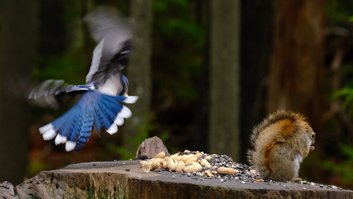 366Birds's tweet photo. This #BlueJay raced in to steal a peanut from the oblivious #RedSquirrel.  #NSBirds #Birding #BirdPhotography https://t.co/8iRW2QHnbe