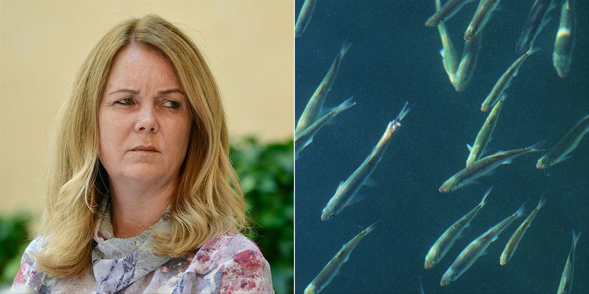 SvDDebatt's tweet photo. Utfiskningen av sill/strömming kan få mycket allvarliga konsekvenser för kustekosystemen. Regeringen och ansvarig myndighet kan inte längre ducka för problemet, skriver fem forskare https://t.co/aA6rXGCAvb https://t.co/5R7t3hWGsB