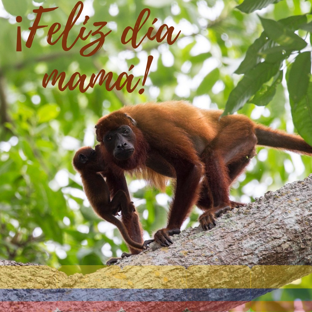 Asociación Primatológica Colombiana tweet media