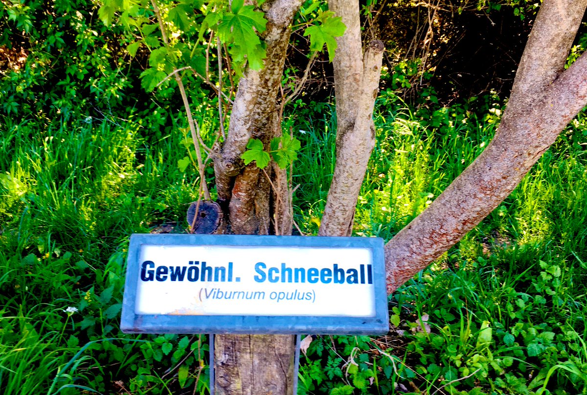 sanneweber's tweet photo. 🌳 Im & um den #LainzerTiergarten.
#Wien #Lainz #Hörndlwald #WienerBlick #Hermesvilla #TennoKogoStein #Vienna https://t.co/kTbyIPGg2j