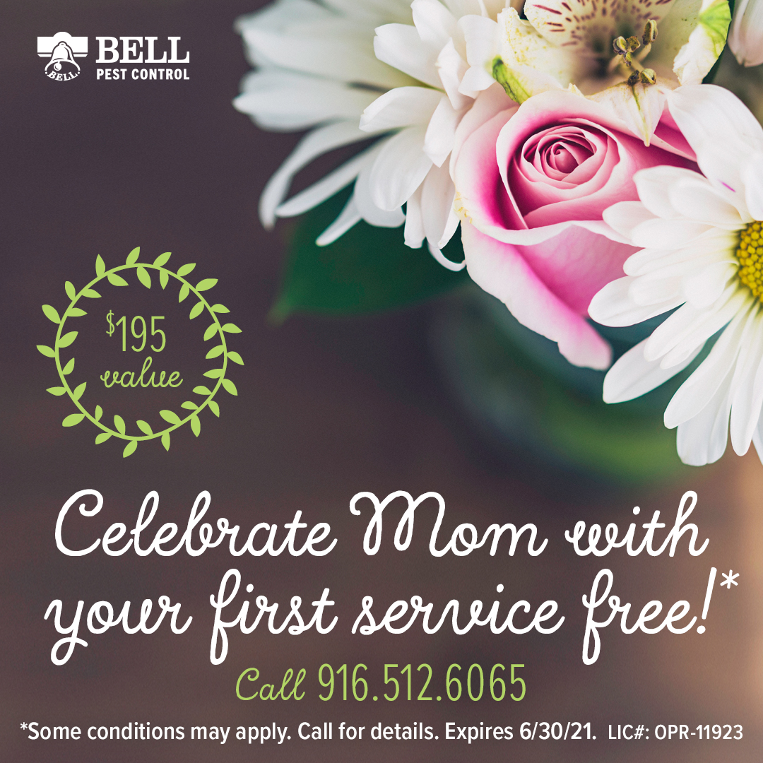 BellPestControl's tweet image. Happy Mothers Day from Bell Pest Control