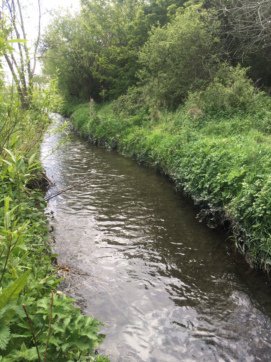 LeonardT19's tweet image. Doing our bit for Ireland’s river water quality @InSequins @DCUWater #riverliffey#griffeenriver