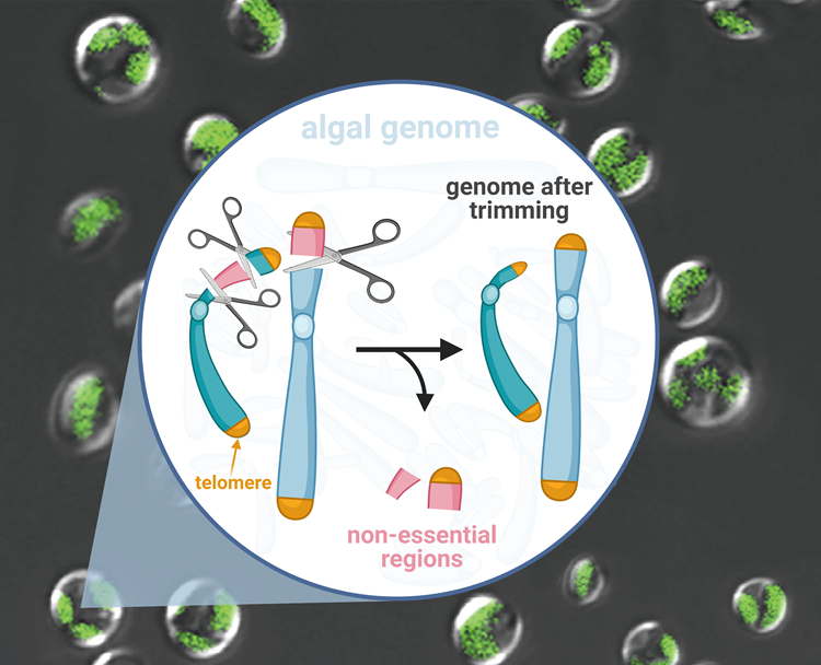 Algae_Chat's tweet photo. New Technique to Modify Microalgal Genomes to Make them Produce Biofuels https://t.co/nGJuoeBYxu
#algae #alga #microalgae #macroalgae #seaweed #kelp #algaepreneur #algaechat #algaeinnovation #algaescience #algaetech #aquaculture #algaculture https://t.co/5WdqWhHIBb