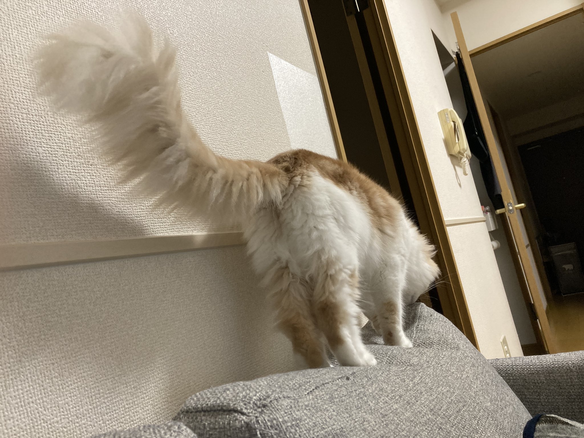 のんちゃん メインクーン お尻の毛を短くカットされている猫はこちらです 長毛種あるある T Co Unwgrfmwdg Twitter