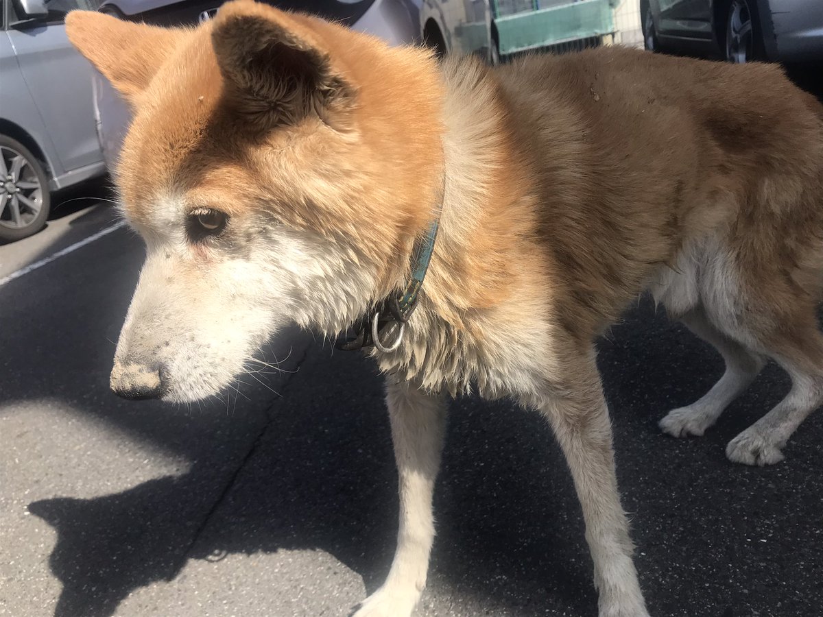 AffairJ914's tweet photo. 5/9 福山市道上で迷い犬を保護しました。

青い首輪に犬鑑札21-01703番を付けている
男の子犬です。
探してる飼い主さんいませんか。

すごく痩せてフラフラと歩いていました。
警察に一夜預かってもらい、明日福山の動物愛護センターへ移るようです。

つづく↓ https://t.co/mGkpjZKEAg