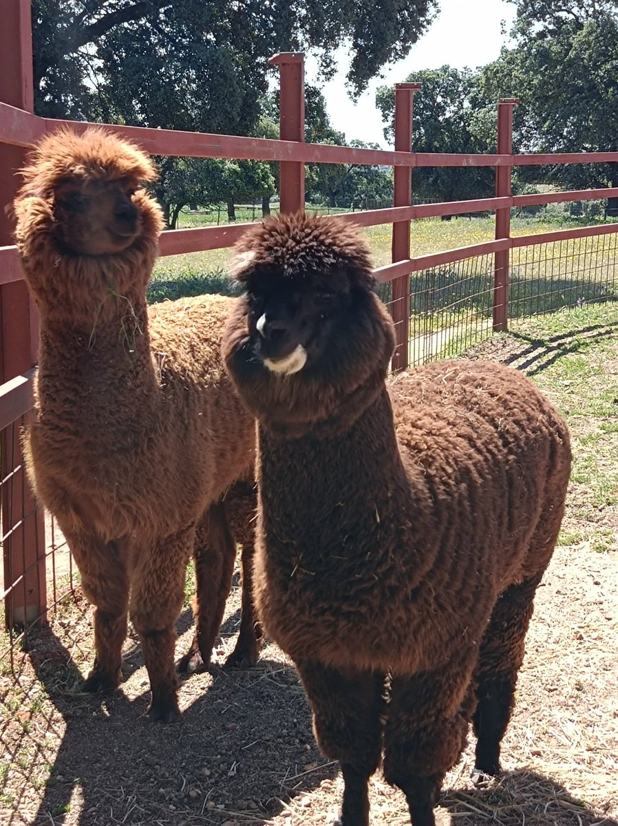 AnimalesExtico2's tweet image. Alpacas 🤎