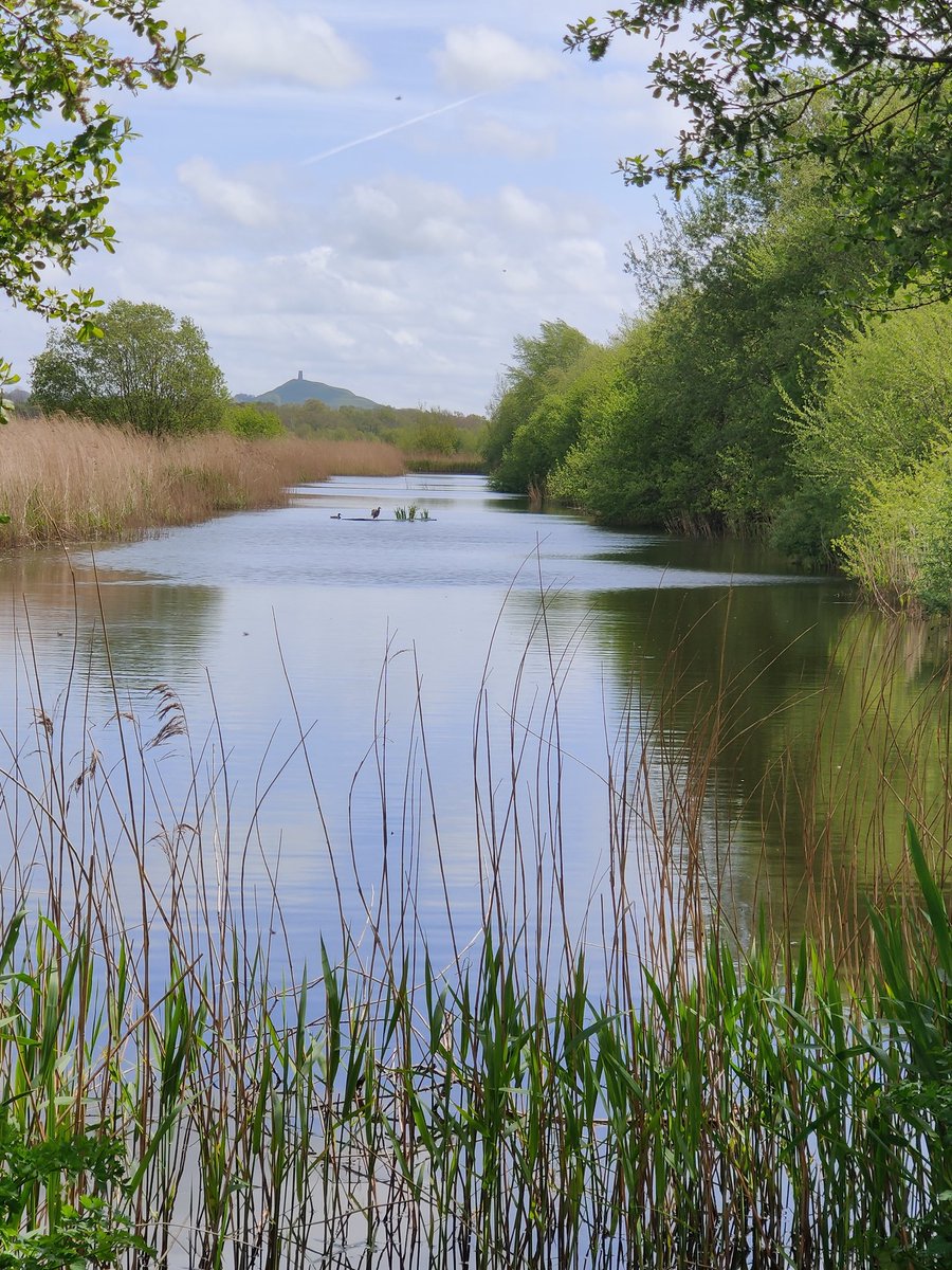 MendipBlue's tweet photo. Another perfect spring walk at @RSPBHamWall this morning with Glastonbury Tor in the background #rspbhamwall #rspb #hamwall #glastonburytor #somerset #somersetlevels https://t.co/SRnwAxvH3N