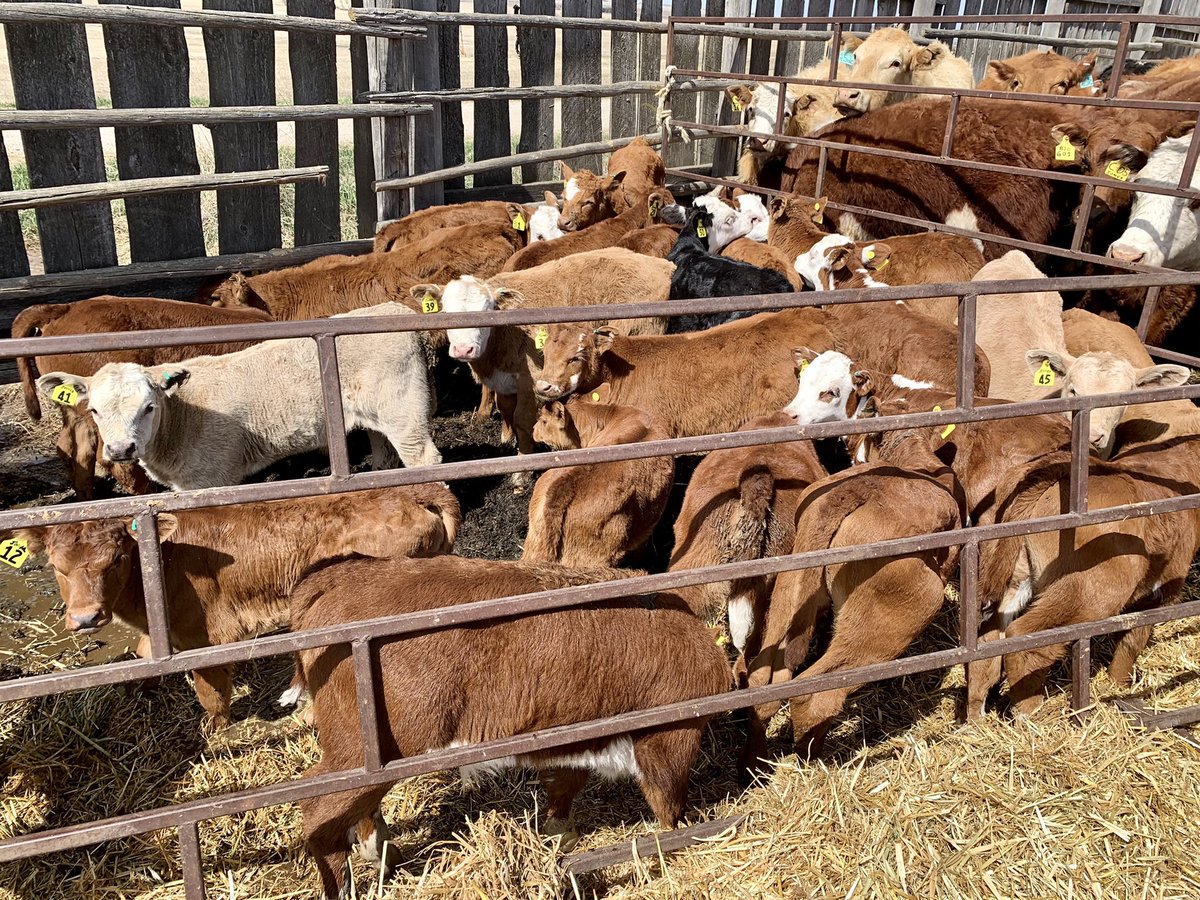 ReneeDJones's tweet photo. Branding &amp; vaccinating 2021 #jonesboysfarm https://t.co/alBVq0b4j2