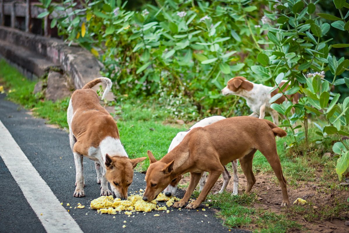 bmcbbsr's tweet photo. BMC continues its drive to feed the stray dogs &amp; cattle during the Lockdown Period in all its 3 zones. 
The animals are given food two times a day. 
Three NGOs were given charge in each zone across the city to feed the stray animals. #CareForAnimals https://t.co/gdVPU37aCR