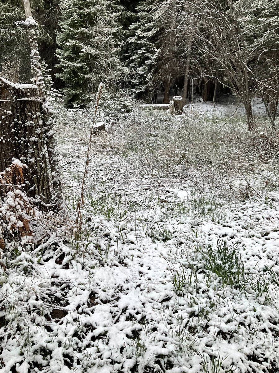 deepwilderness's tweet photo. view from the shitter, May 8, Darby Montana. https://t.co/p2qphjYGIe
