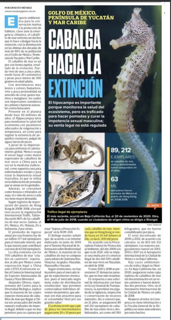 ⚠️ Caballito de Mar cabalga hacia la extinción.

México es el tercer exportador mundial de caballitos de mar secos a China. 
🇲🇽 🇨🇳 
Recomiendo lectura: 👉🏻 excelsior.com.mx/nacional/cabal…