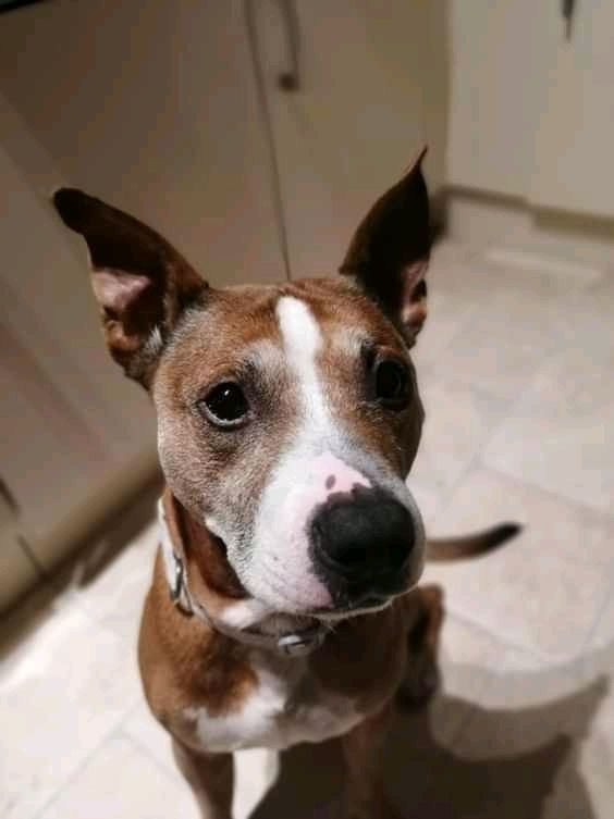 NWDogRescue's tweet photo. Please RT my details and help me find a new furever home 
https://t.co/3ve4OC4SXt https://t.co/SzYrBYSuGF