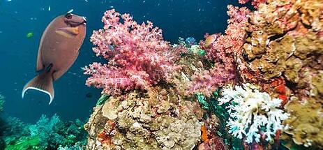 AerisM2M's tweet image. Coral reefs aren't just wonders of nature. They also help to protect human-populated coasts from natural elements such as waves, storms and floods.
Here's how #IoT with #AI can return the favor: bit.ly/3pHz8oW
#environment #sustainability