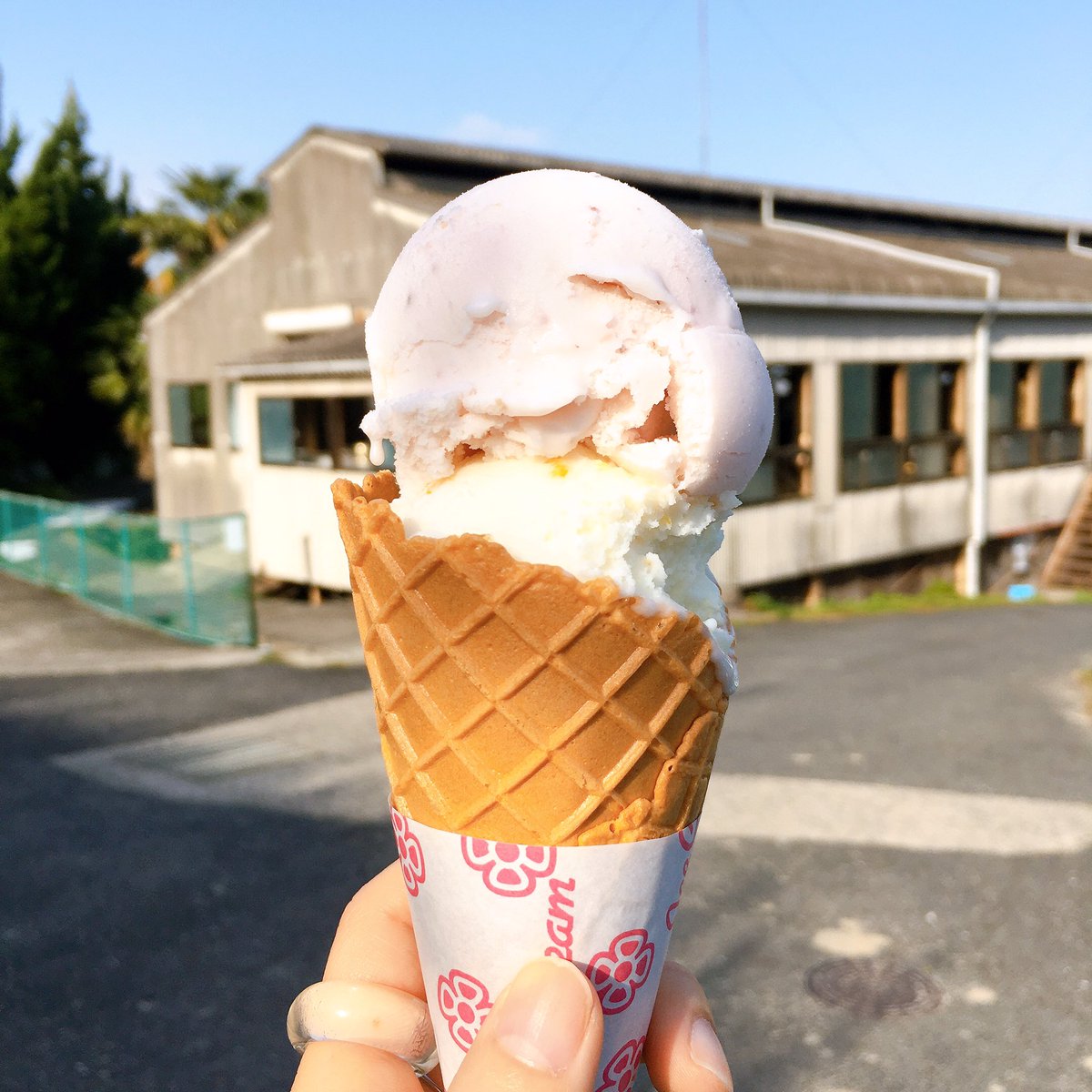 inMY_book's tweet photo. 牛を覗きに行ったら牛にめっちゃ覗かれた https://t.co/TyS0YMqyD1