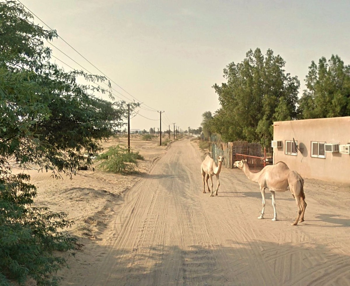 Al Madam - Sharjah - UAE
😍🐪🐪🤗