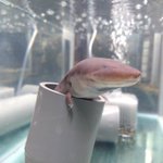 これは可愛いw塩ビ管を入れたらにょっこり出てくるあざと可愛い子!