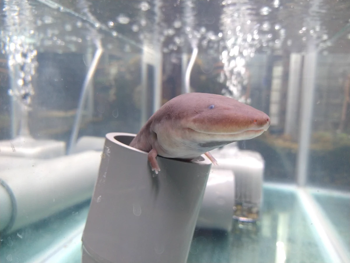 これは可愛いｗｗ塩ビ管を入れたらにょっこり出てくるあざと可愛い子！