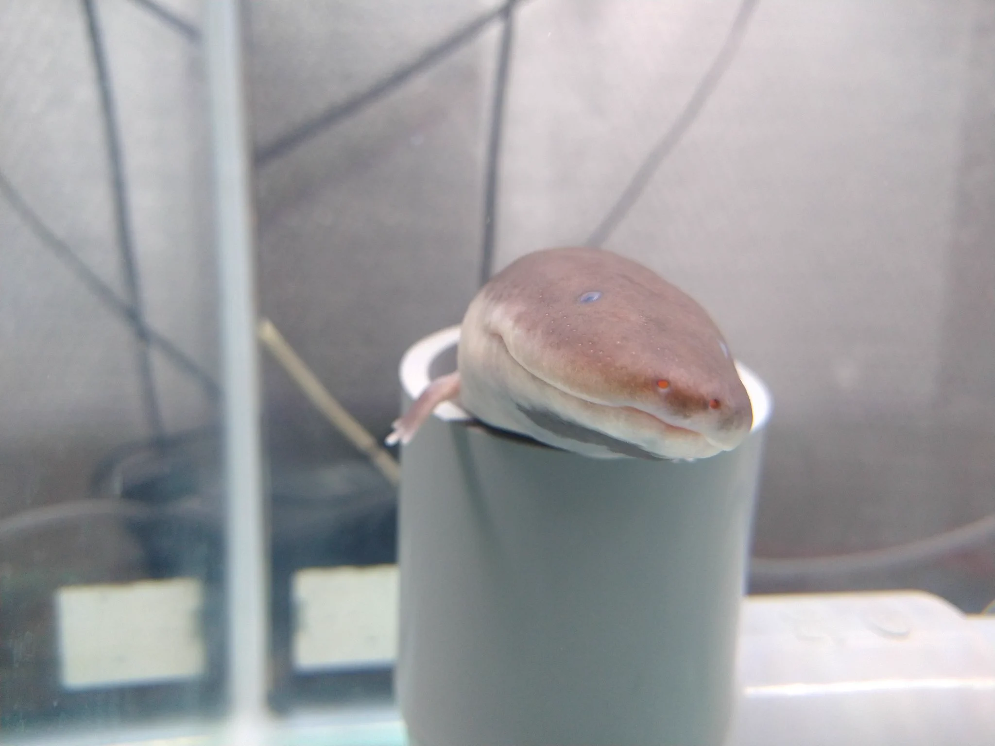 これは可愛いｗｗ塩ビ管を入れたらにょっこり出てくるあざと可愛い子！