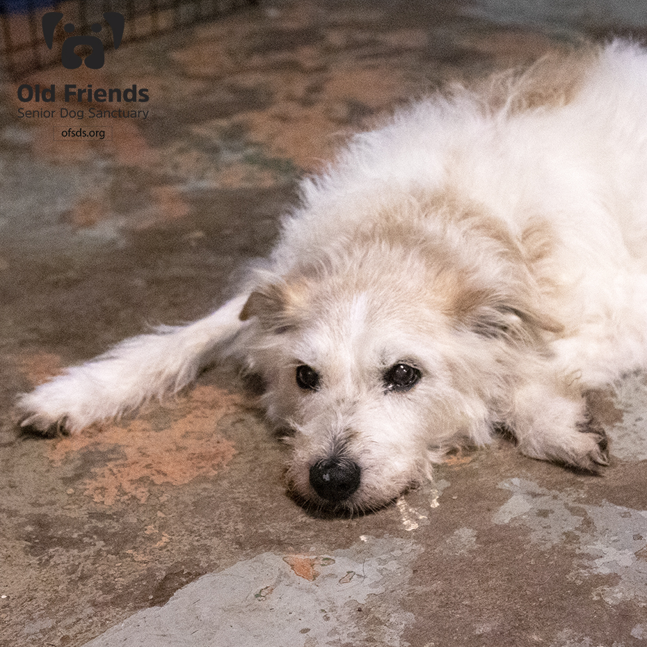 oldfriendssds's tweet photo. Scruffy, who is confused with the dog from Annie, is ready to get his Sunday Funday started. Sadly, the weather is not on his side. He is not shy about letting us know how he truly feels! Show Scruffy some love!β€οΈ
#ofsds #ofsdsscruffy #ofsdsbuddy #seniordogs #ofsdsgoodmorning https://t.co/2hsgm6d0oS