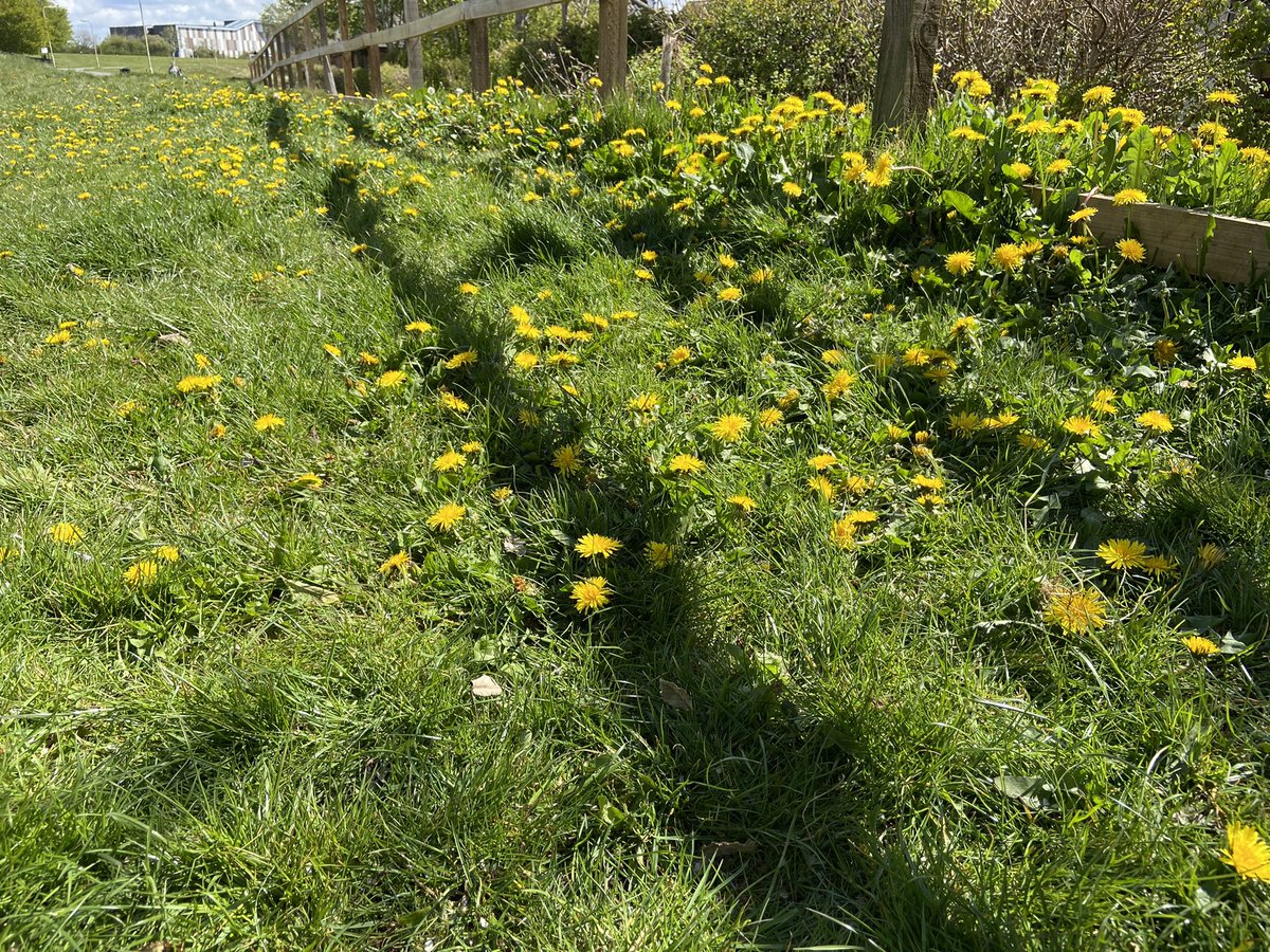 pansyfun's tweet photo. Lots of lovely flowers on our local field today #nomowmay @MitiePlanZero https://t.co/35FaQOgQz3
