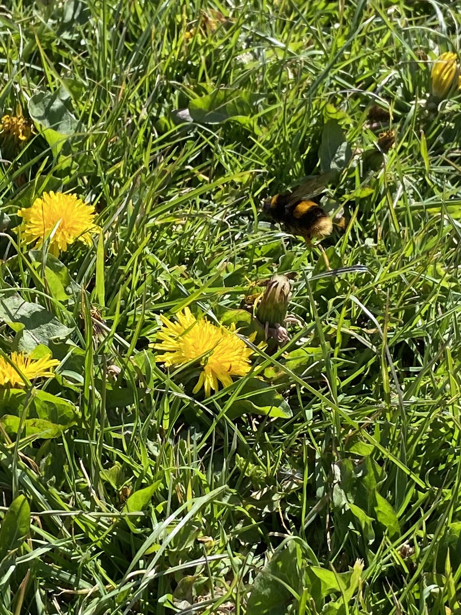 pansyfun's tweet photo. Lots of lovely flowers on our local field today #nomowmay @MitiePlanZero https://t.co/35FaQOgQz3
