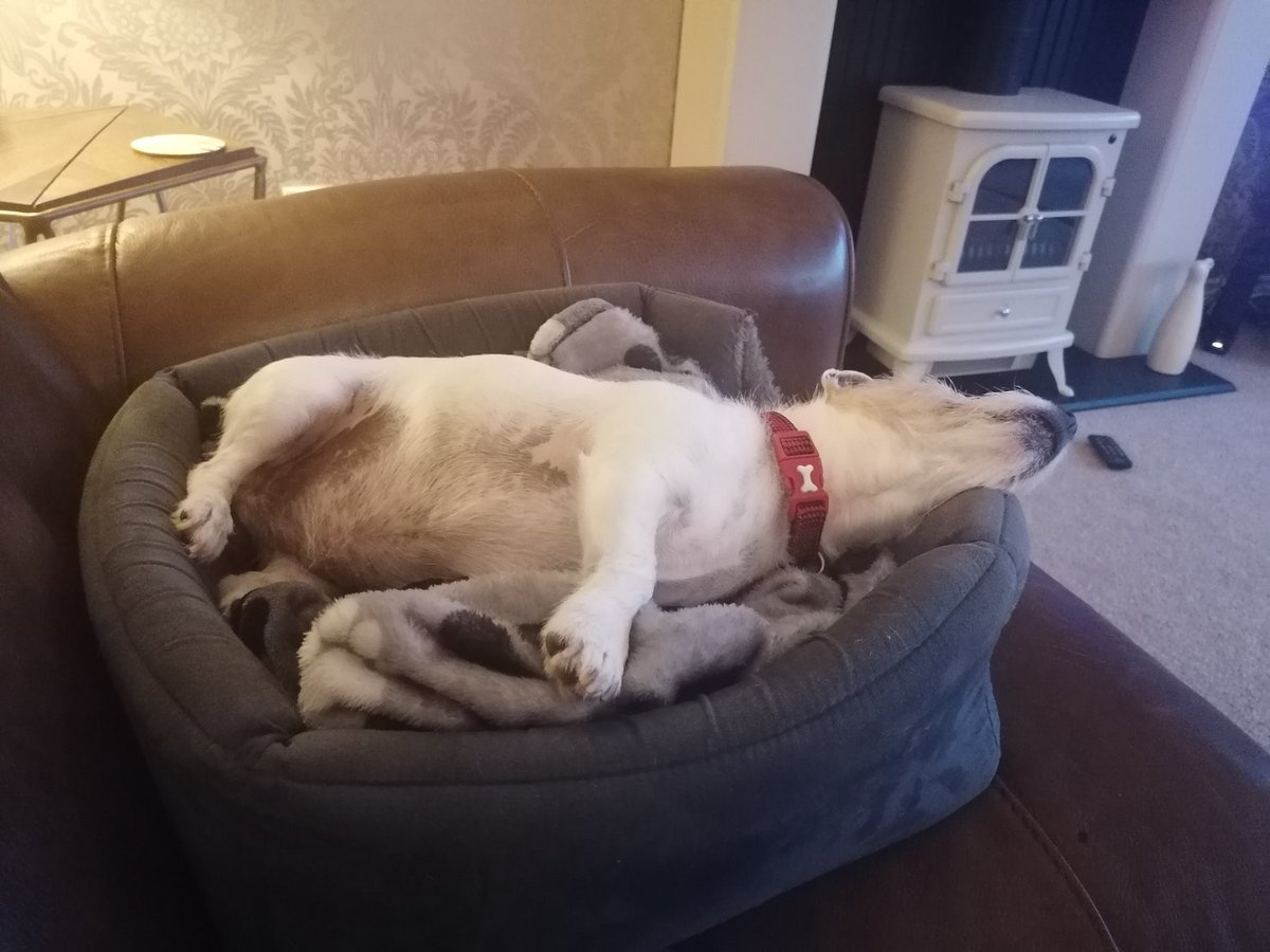 I az had a chilled weekend here frens..howz about yous? 🐶Zzz