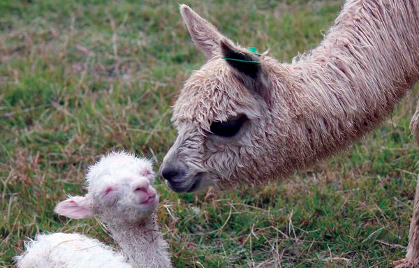 WorkLLama's tweet photo. We think llama mamas are the best... Happy Mother's Day to all the Working LLama Mamas out there (and other mamas too)! #workllama #mothersday #everydayismothersday https://t.co/QYsiJIBQuR