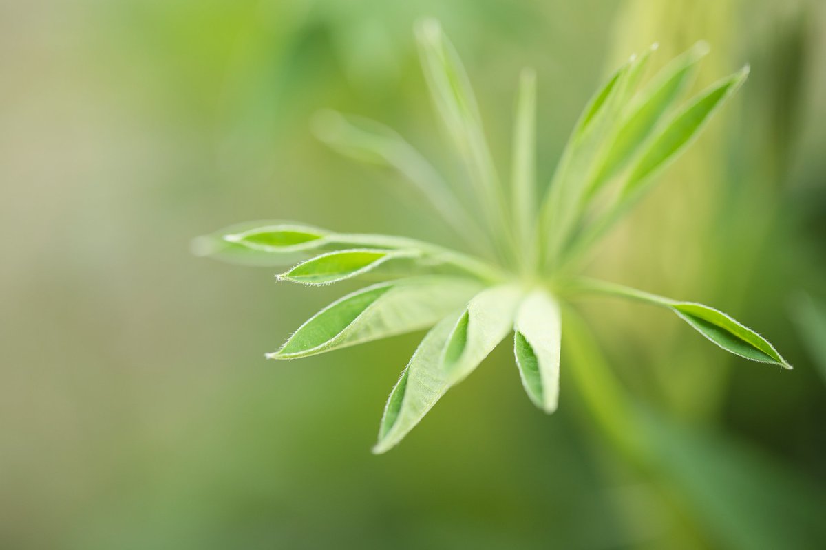 Mayo
.
.
.
#Miradzoom
#photography #photographer #PhotoEspaña 
#CanonChallenge #liveforthestory #canonespaña 
#Canon #igersmadrid #igerspain #one_shot #lensculture #photazasphotoclub
#EOS5DMARKIV #100mm