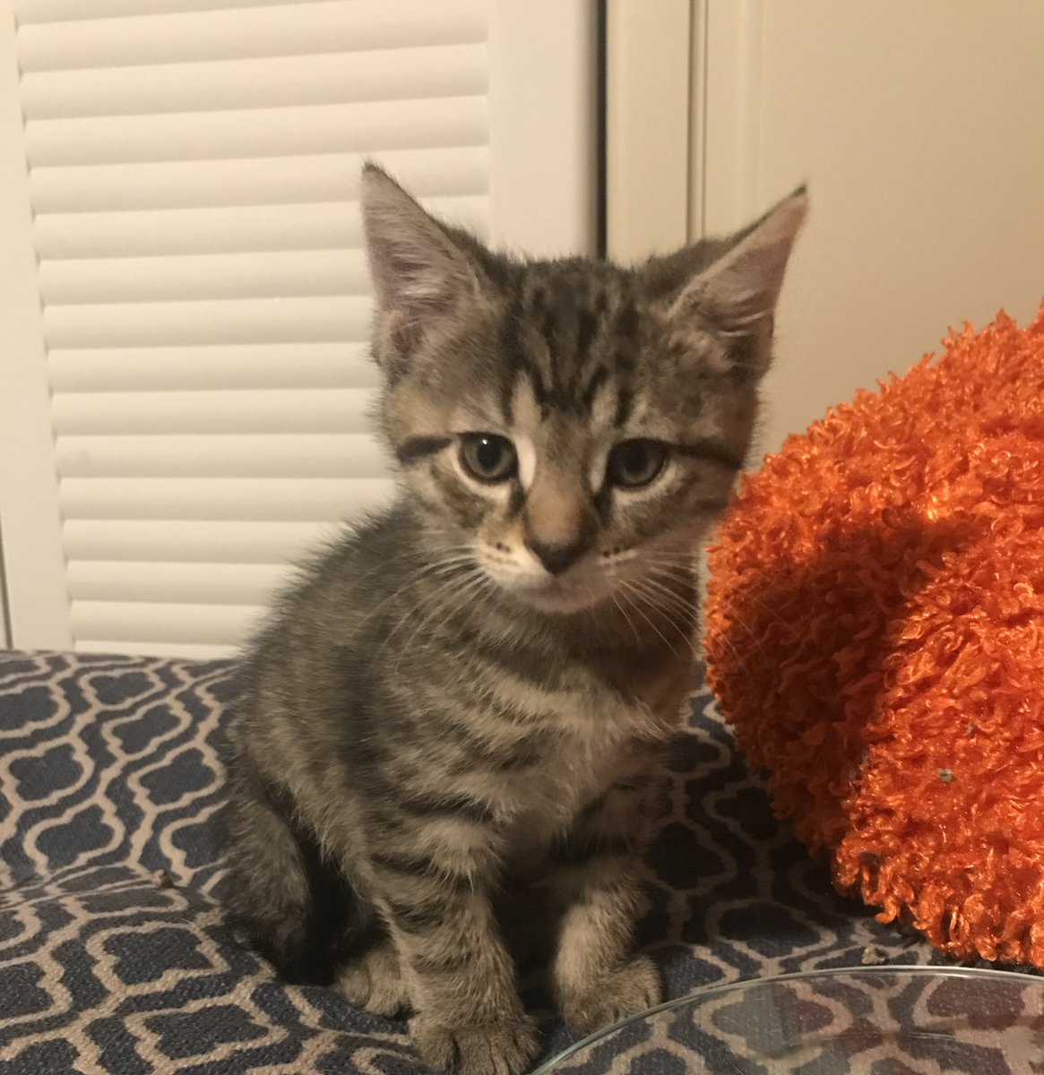 nyshelterpets's tweet photo. 😸 Say hi to #MURPHY today! #catlover He's the perfect friend! #adoptdontshop 💛 https://t.co/cjC8Sak0lE https://t.co/gz7nrgKXx4