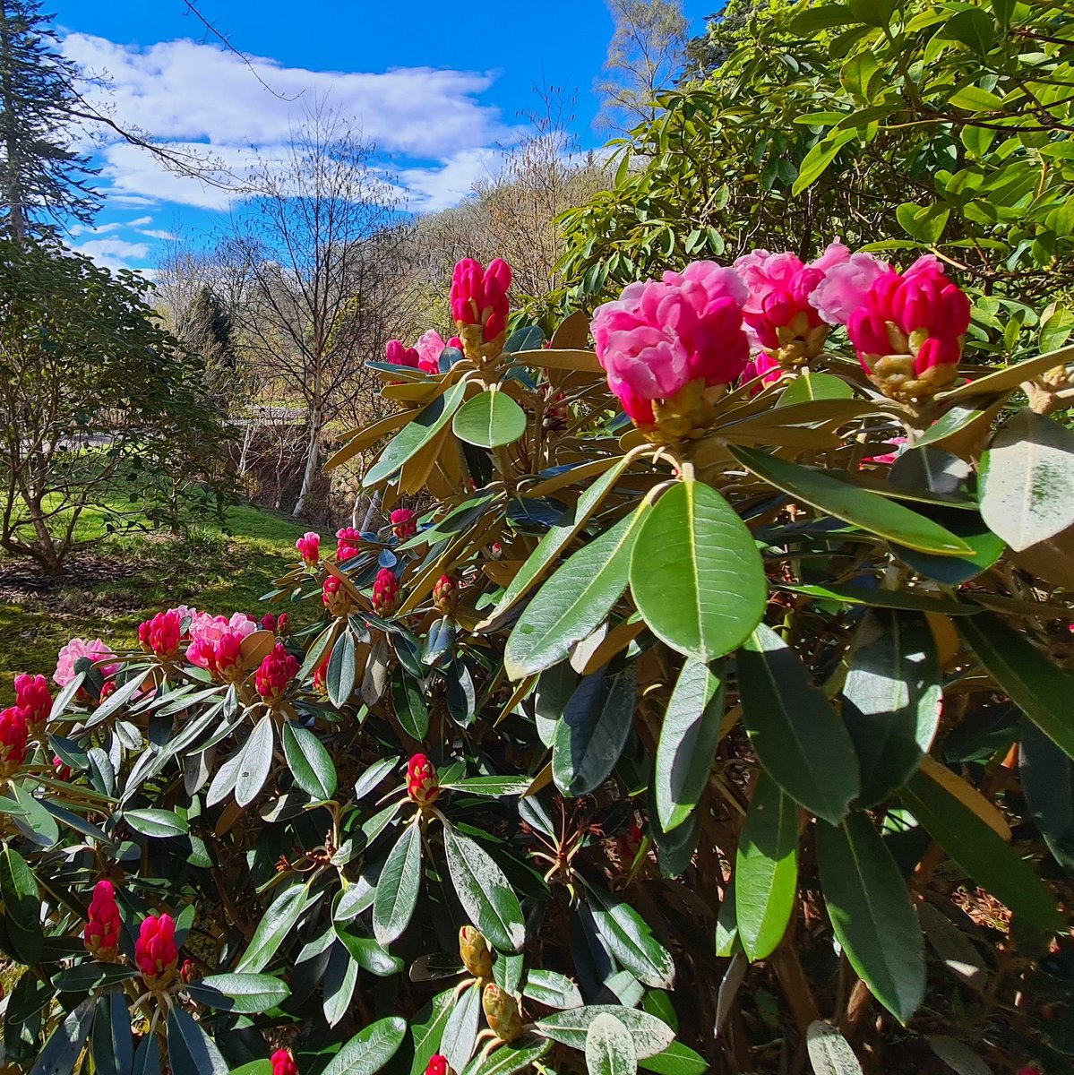 ArmadaleCastle's tweet photo. Happy #GardenDayUK 🌼🌹A few spring blooms from #ArmadaleCastle to mark the occasion @gardendayuk #springflowerfestival https://t.co/zcOXnWUOEP
