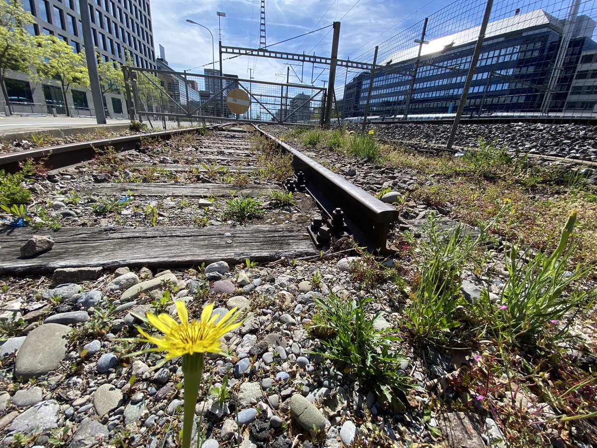 One of my favourite #UrbanFlora spots.
Feel free to name all the plants! :)
