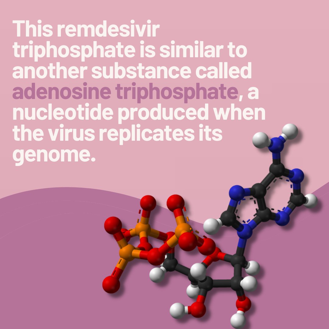 smalltalkindia's tweet photo. Source : How Does Remdesivir Work Against the Novel Coronavirus? - Niranjana Rajalakshmi (Science, The Wire)

#coronavirus #treatment #remdesivir #didyouknow #stayhome #safety #pandemic #injections #remdisivirdrug #smalltalkindia #indiafightscorona #covid #sunday #education https://t.co/eq7KWWI9j6