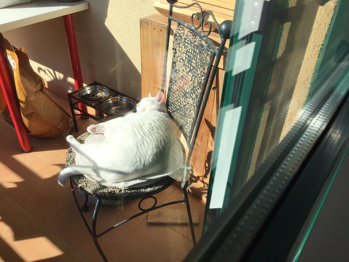 ElionordLoksley's tweet photo. De terracita. Aquí sufriendo. 🐈 #Fletxa. https://t.co/XI5Sj5UHBc