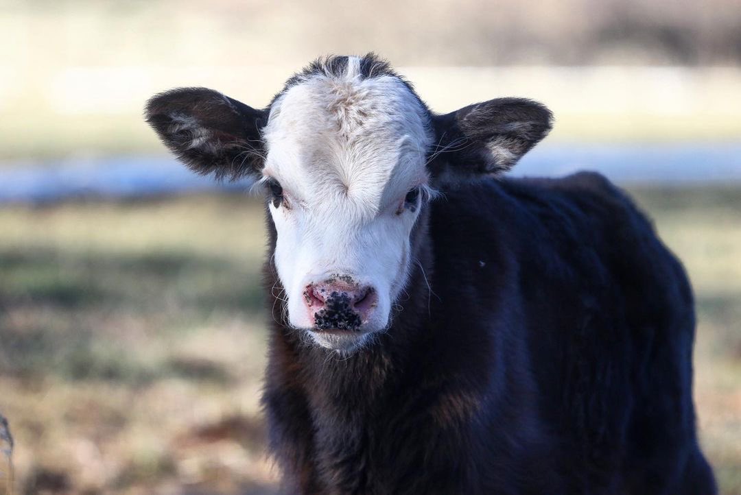 NorwoodColorado's tweet photo. Babies, babies everywhere! Wishing a happy momma’s day to all the incredible mothers out there!
Photos: Sage Leigh Carver
#norwoodcolorado #mothersday #happymothersday #babycows #babyseason #coloradogrown #coloradoraised #ranchlife #locallygrown #locallyraised #coloradoredefined https://t.co/NVzhLzWN4N