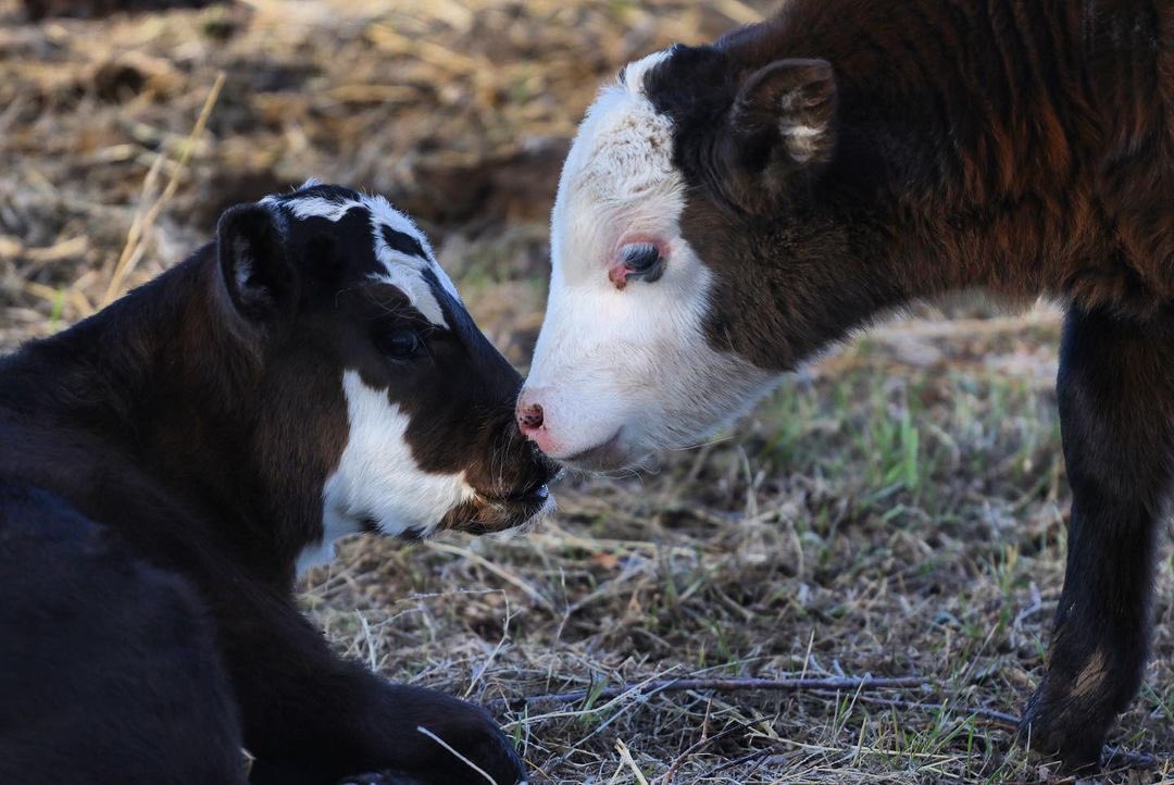 NorwoodColorado's tweet photo. Babies, babies everywhere! Wishing a happy momma’s day to all the incredible mothers out there!
Photos: Sage Leigh Carver
#norwoodcolorado #mothersday #happymothersday #babycows #babyseason #coloradogrown #coloradoraised #ranchlife #locallygrown #locallyraised #coloradoredefined https://t.co/NVzhLzWN4N