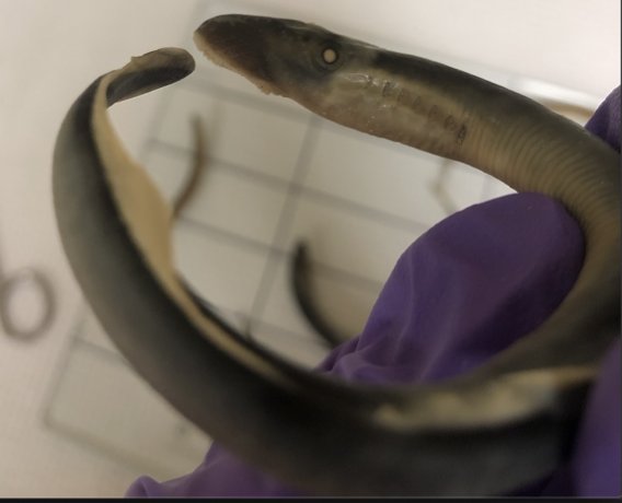 Ellie Weise @allelellie is finishing up her M.S. at @MichiganStateFW studying the use of genomic and computational tools to effectively estimate population size and pedigree of Sea Lamprey in the Great Lakes. Listen to learn more about Ellie and her work! fisheriespodcast.podbean.com/e/119-sea-lamp…