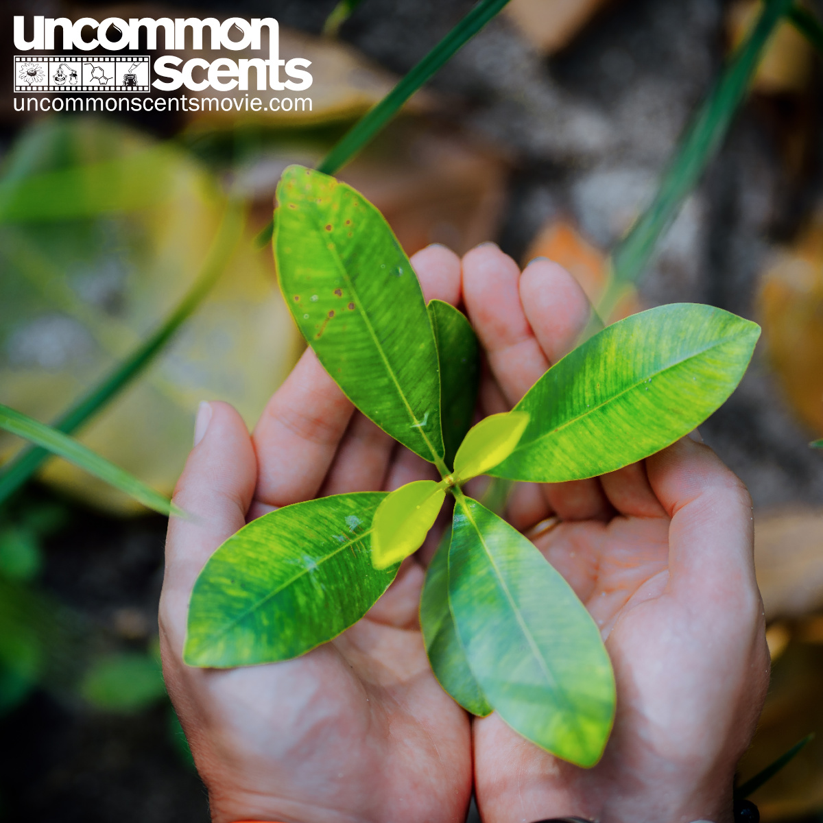 Uncommon Scents tweet media