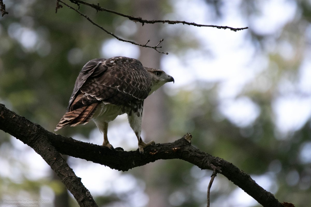 DarkWaterPhotos's tweet photo. Red tailed hawk just above Grenadier Pond in High Park. Toronto. #WildTO #TOParks #TORavines #TOBirdParty #CityofTO #RedtailsTO #SpringBirdFestival #Celebirdy #TorontoBirdCelebration #HighParkNC #HighParkTO #StayHome #MaskUpπ· #StopAsianHate https://t.co/R5PMOspsUo https://t.co/KAIZvHK6Wv