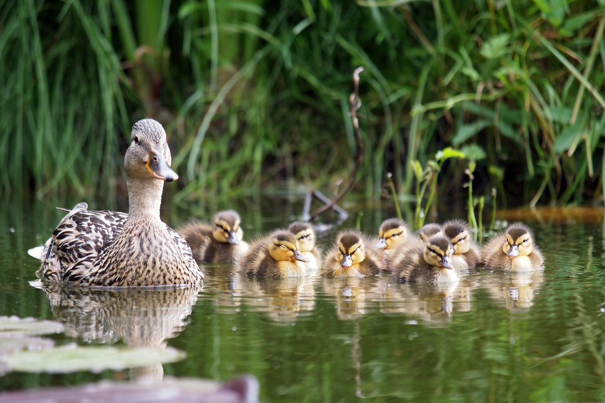 Happy Mother’s Day to all the mamas out there, feathers or not, we appreciate all that you do! 🐦💕

#bayfieldontario